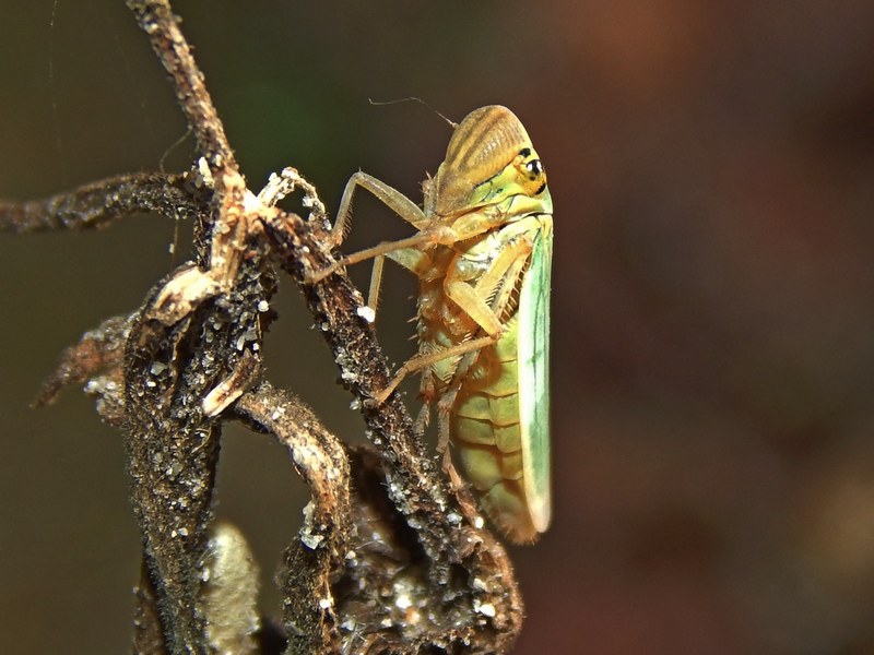 Cicadellidae: Cicadella viridis femmina della Lombardia